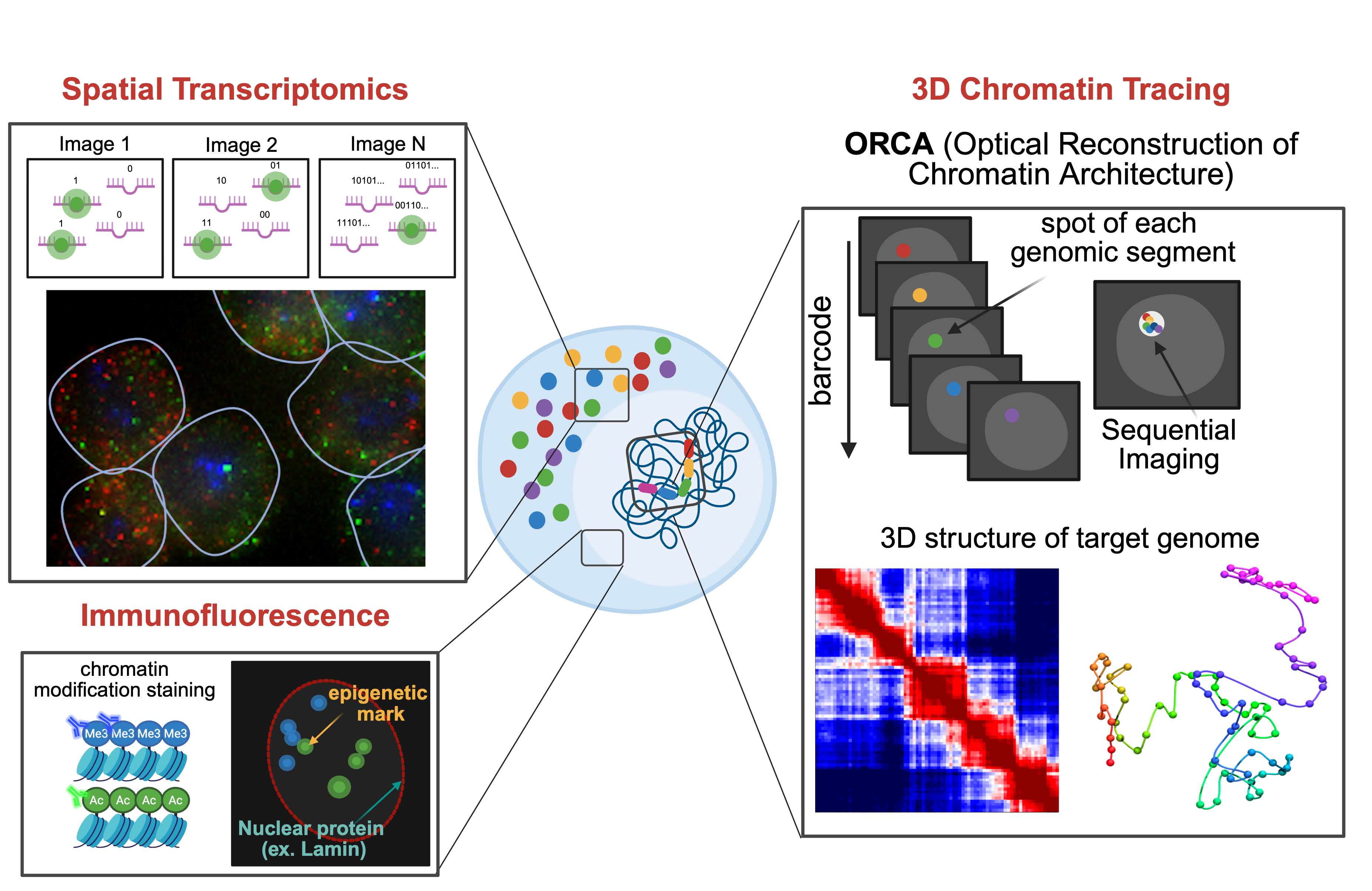 Multimodal spatial imaging and 3D chromatin tracing