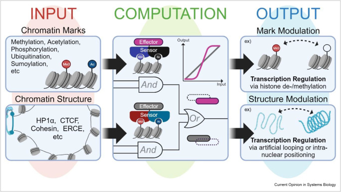 Synthetic epigenetic circuit design