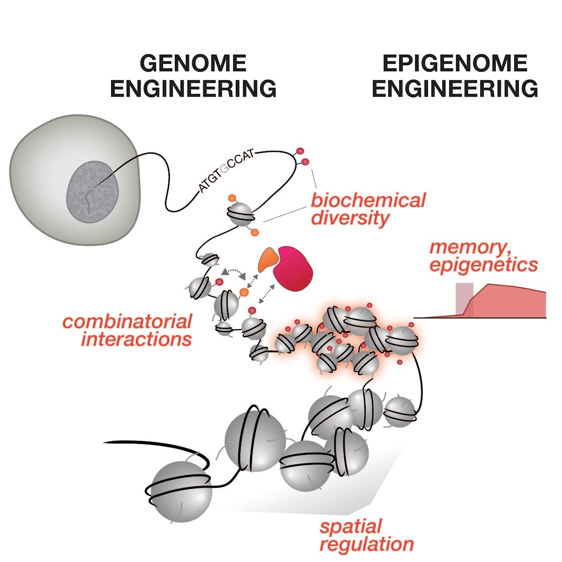 Genome and epigenome engineering
